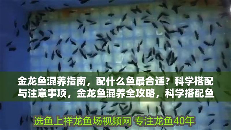 金龍魚混養(yǎng)指南，配什么魚最合適？科學(xué)搭配與注意事項(xiàng)，金龍魚混養(yǎng)全攻略，科學(xué)搭配魚種與關(guān)鍵注意事項(xiàng)