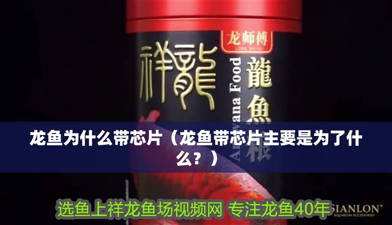 龍魚為什么帶芯片（龍魚帶芯片主要是為了什么？）