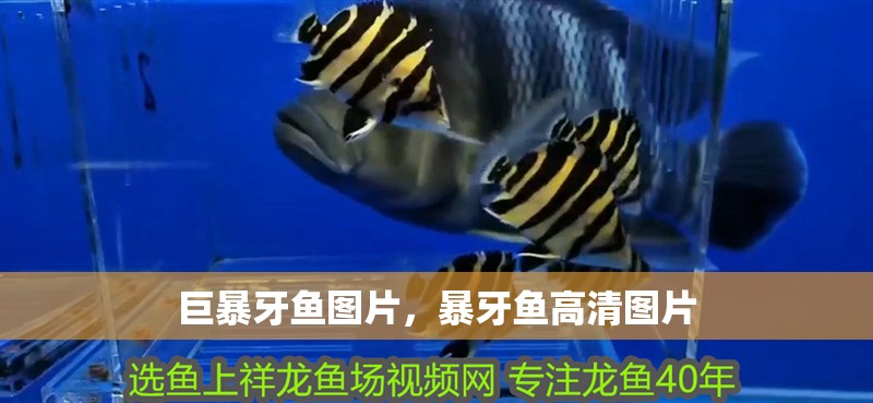 巨暴牙魚圖片，暴牙魚高清圖片