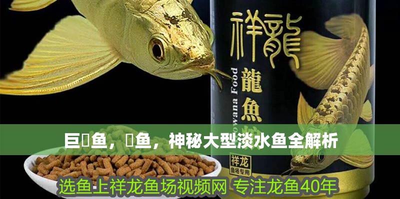 巨魾魚，魾魚，神秘大型淡水魚全解析 巨魾魚，魾魚，神秘大型淡水魚全解析 龍魚百科