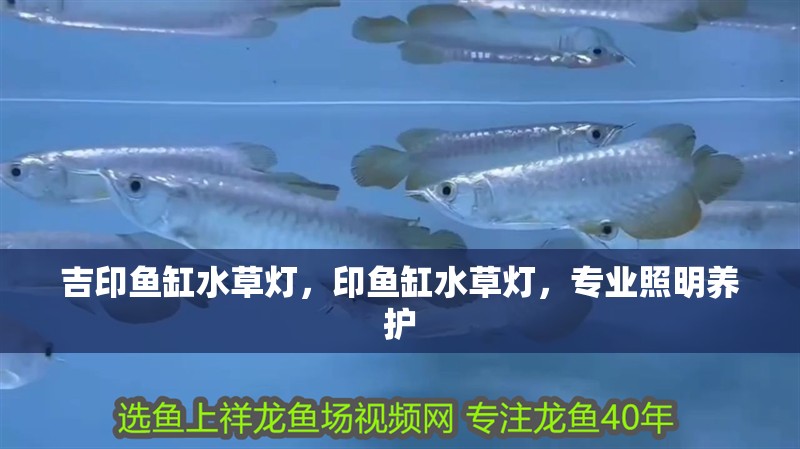 吉印魚缸水草燈，印魚缸水草燈，專業照明養護