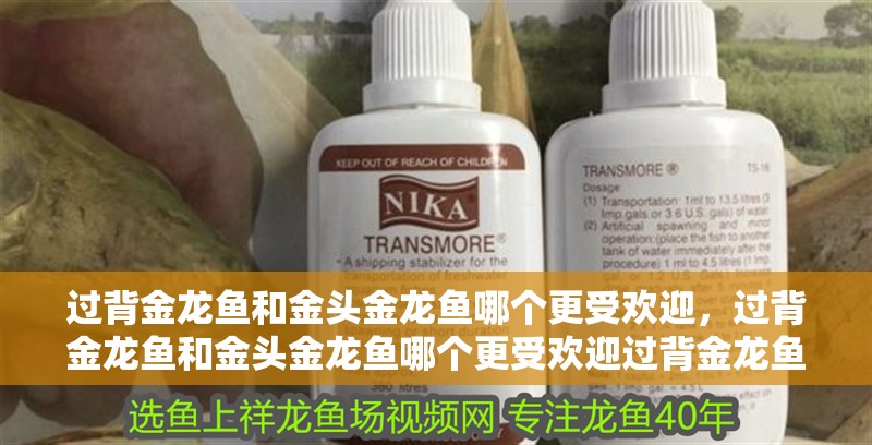 過背金龍魚和金頭金龍魚哪個更受歡迎，過背金龍魚和金頭金龍魚哪個更受歡迎過背金龍魚哪個更受歡迎