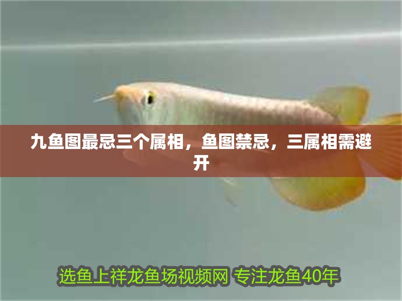 九魚圖最忌三個屬相，魚圖禁忌，三屬相需避開