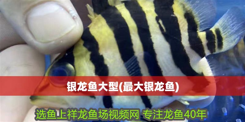 銀龍魚大型(最大銀龍魚)