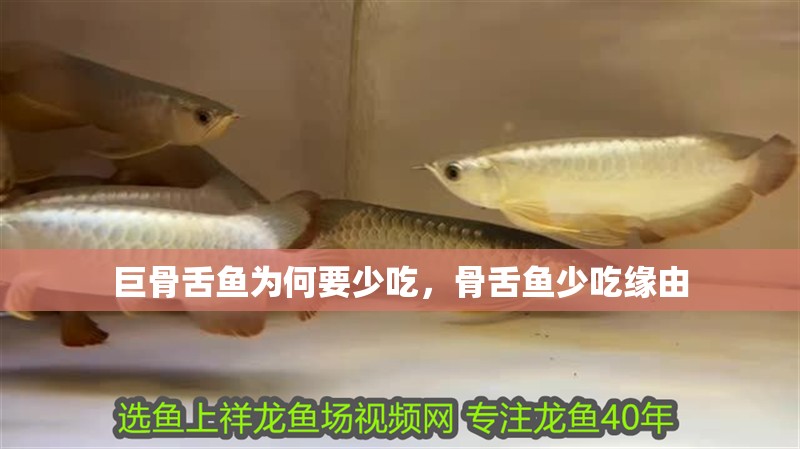 巨骨舌魚為何要少吃，骨舌魚少吃緣由