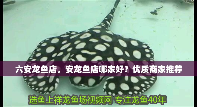 六安龍魚店，安龍魚店哪家好？優質商家推薦