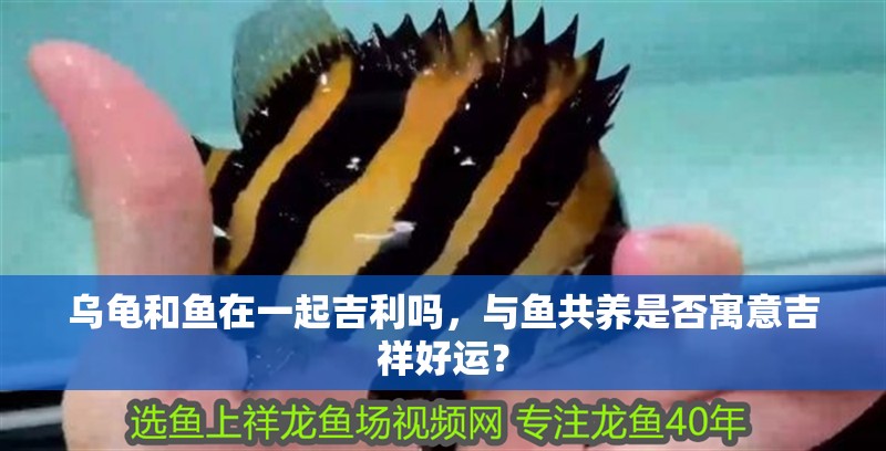 烏龜和魚在一起吉利嗎，與魚共養是否寓意吉祥好運？