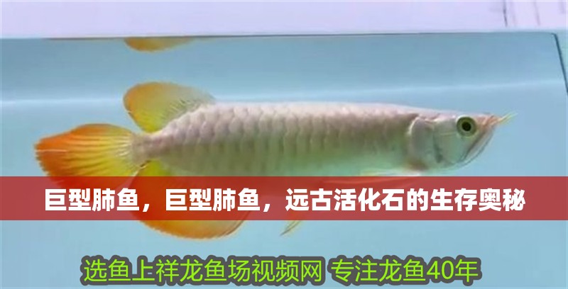 巨型肺魚，巨型肺魚，遠古活化石的生存奧秘