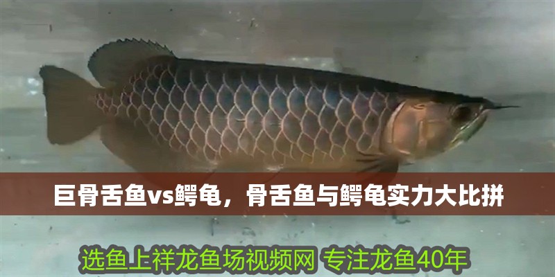 巨骨舌魚(yú)vs鱷龜，骨舌魚(yú)與鱷龜實(shí)力大比拼