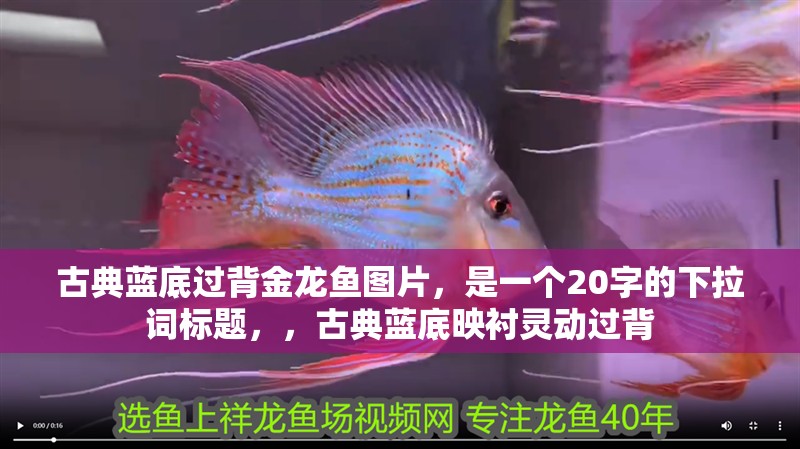 古典藍底過背金龍魚圖片，是一個20字的下拉詞標題，，古典藍底映襯靈動過背