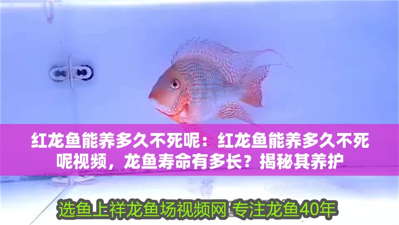 紅龍魚能養多久不死呢：紅龍魚能養多久不死呢視頻，龍魚壽命有多長？揭秘其養護