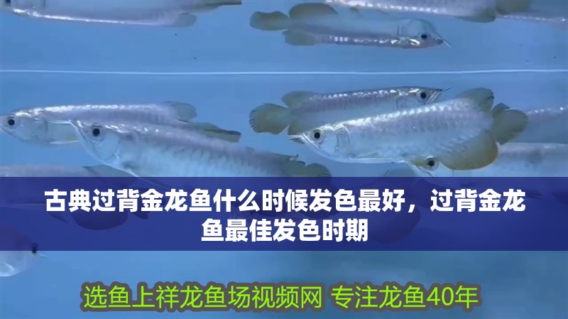 古典過背金龍魚什么時候發色最好，過背金龍魚最佳發色時期 古典過背金龍魚什么時候發色最好，過背金龍魚最佳發色時期 全國水族館企業名錄