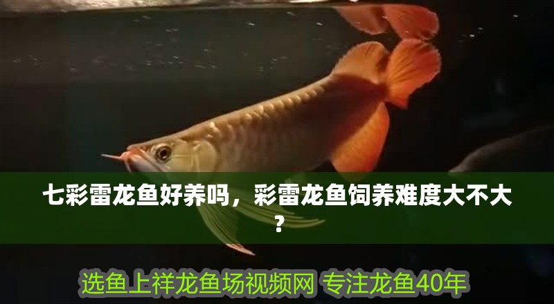 七彩雷龍魚好養嗎，彩雷龍魚飼養難度大不大？