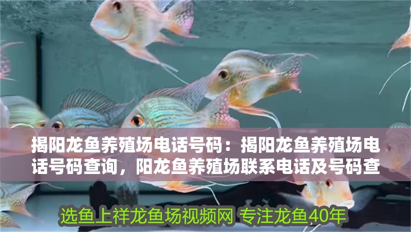 揭陽龍魚養(yǎng)殖場電話號碼：揭陽龍魚養(yǎng)殖場電話號碼查詢，陽龍魚養(yǎng)殖場聯系電話及號碼查詢指南