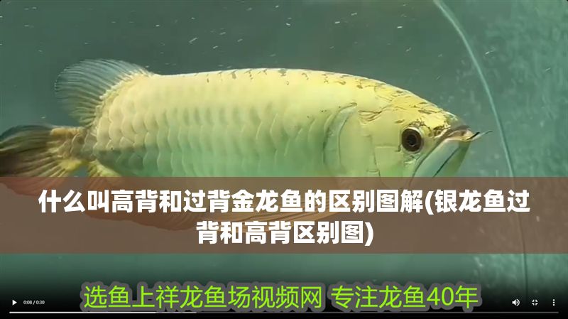 什么叫高背和過背金龍魚的區(qū)別圖解(銀龍魚過背和高背區(qū)別圖) 金龍魚百科 第1張 什么叫高背和過背金龍魚的區(qū)別圖解(銀龍魚過背和高背區(qū)別圖) 什么叫高背和過背金龍魚的區(qū)別圖解(銀龍魚過背和高背區(qū)別圖) 金龍魚百科 第1張