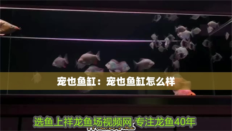 寵也魚缸：寵也魚缸怎么樣