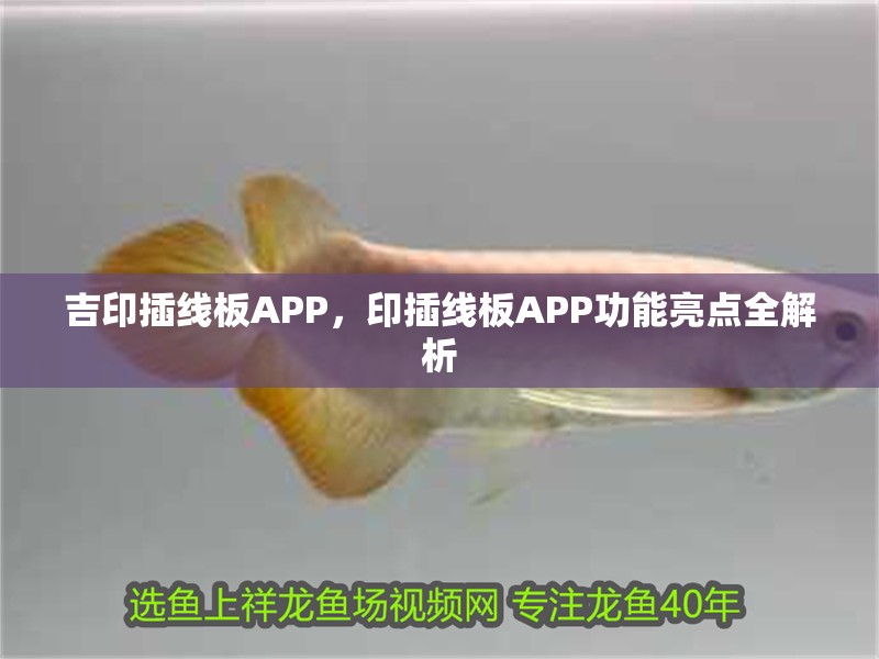 吉印插線板APP，印插線板APP功能亮點全解析