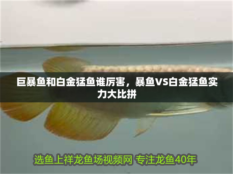 巨暴魚和白金猛魚誰厲害，暴魚VS白金猛魚實力大比拼