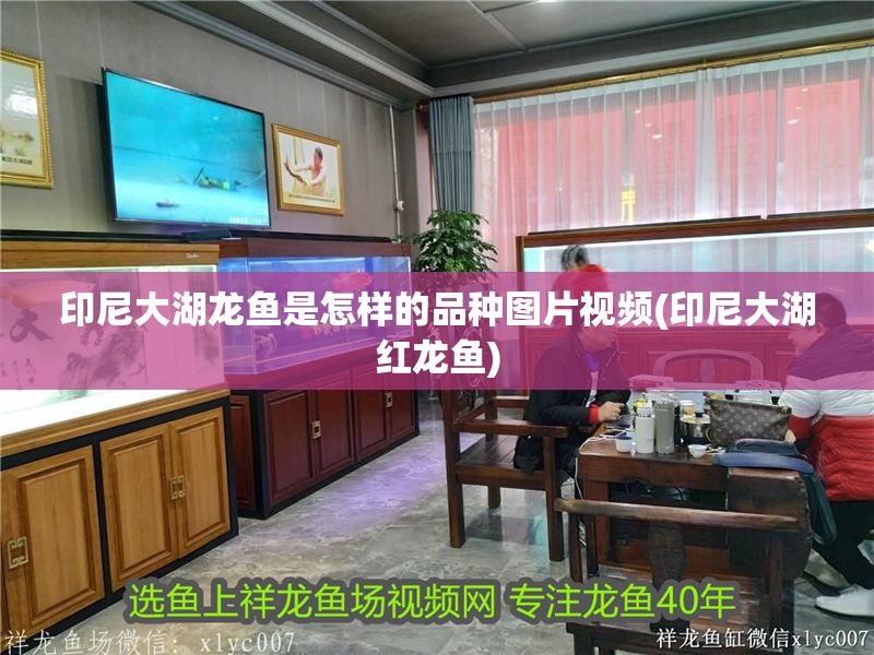 印尼大湖龍魚是怎樣的品種圖片視頻(印尼大湖紅龍魚)