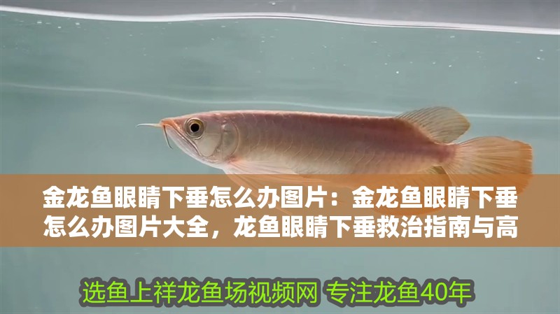 金龍魚眼睛下垂怎么辦圖片：金龍魚眼睛下垂怎么辦圖片大全，龍魚眼睛下垂救治指南與高清圖片