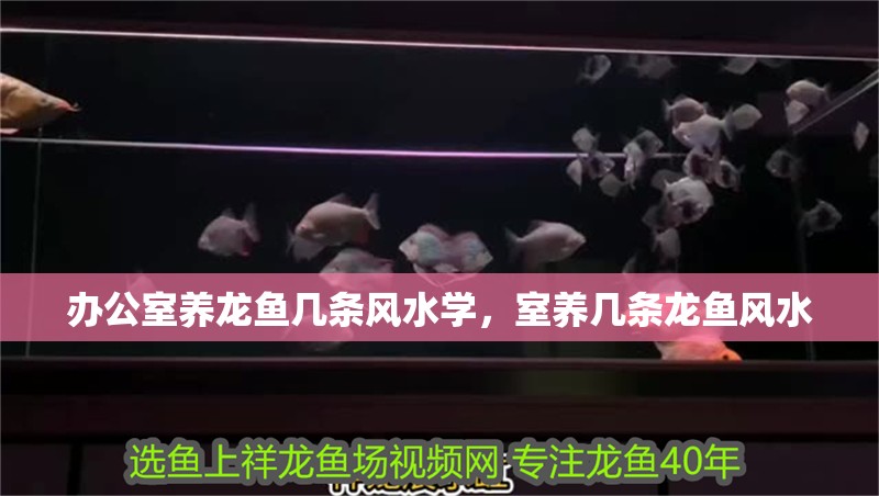 辦公室養龍魚幾條風水學，室養幾條龍魚風水