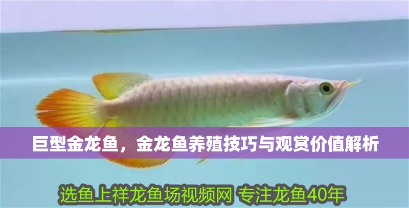 巨型金龍魚，金龍魚養殖技巧與觀賞價值解析，龍魚