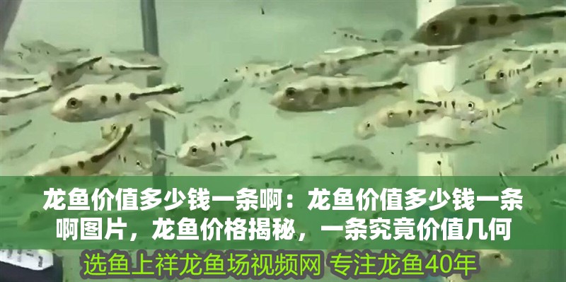 龍魚價值多少錢一條啊：龍魚價值多少錢一條啊圖片，龍魚價格揭秘，一條究竟價值幾何