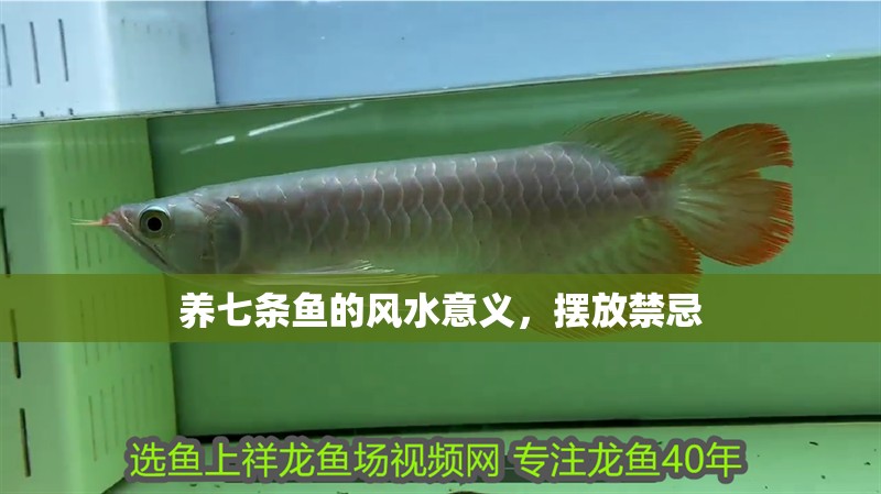養七條魚的風水意義，擺放禁忌 養七條魚的風水意義，擺放禁忌 龍魚百科