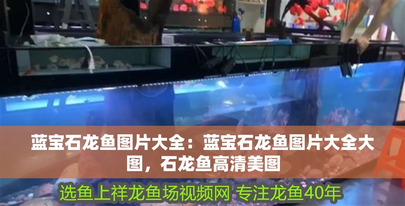 藍寶石龍魚圖片大全：藍寶石龍魚圖片大全大圖，石龍魚高清美圖