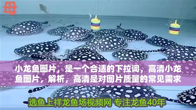 小龍魚圖片，是一個合適的下拉詞，高清小龍魚圖片，解析，高清是對圖片質量的常見需求描述，與小龍魚圖片組合后能更精準地匹配用戶想獲取清晰