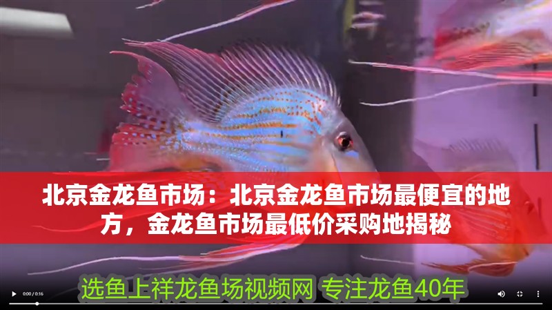北京金龍魚市場：北京金龍魚市場最便宜的地方，金龍魚市場最低價采購地揭秘