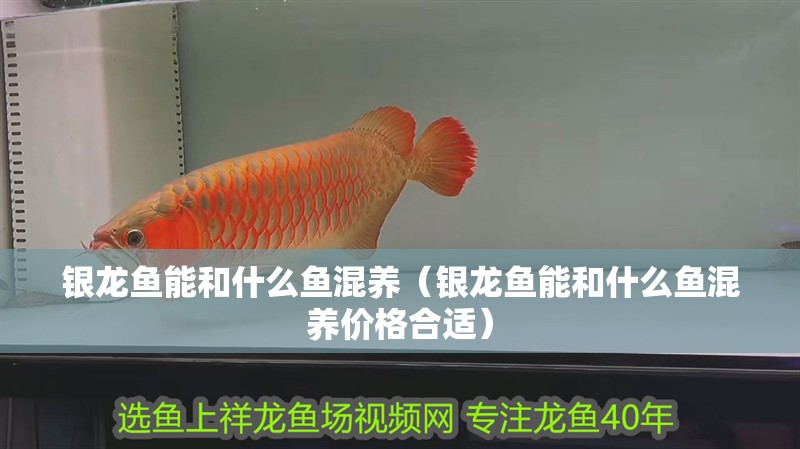 魚缸過濾器選購指南:自制魚缸過濾器魚缸上置過濾器對于養(yǎng)魚愛好者的必備知識 銀龍魚能和什么魚混養(yǎng)(銀龍魚能和什么魚混養(yǎng)價格合適) 銀龍魚百科 銀龍魚能和什么魚混養(yǎng)(銀龍魚能和什么魚混養(yǎng)價格合適) 銀龍魚能和什么魚混養(yǎng)(銀龍魚能和什么魚混養(yǎng)價格合適) 銀龍魚百科