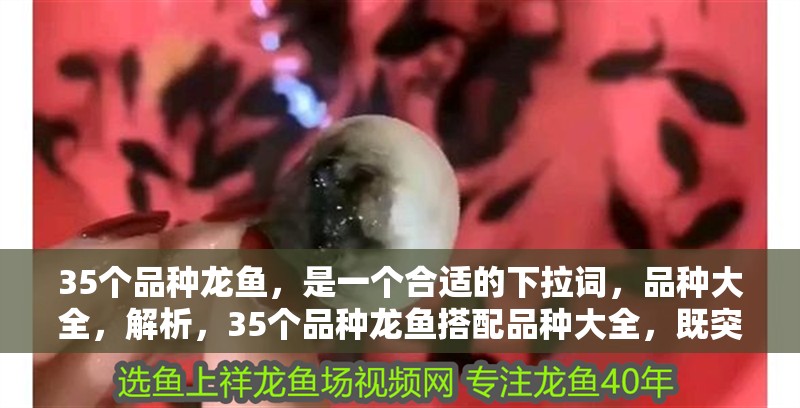 35個品種龍魚，是一個合適的下拉詞，品種大全，解析，35個品種龍魚搭配品種大全，既突出數量豐富性，又符合用戶搜索習慣（如想了解具體有哪些品種時的自然聯想），能精準