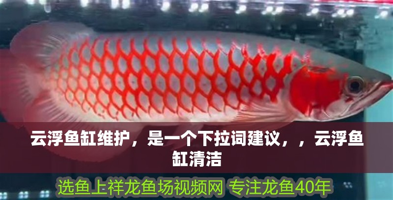 云浮魚缸維護，是一個下拉詞建議，，云浮魚缸清潔