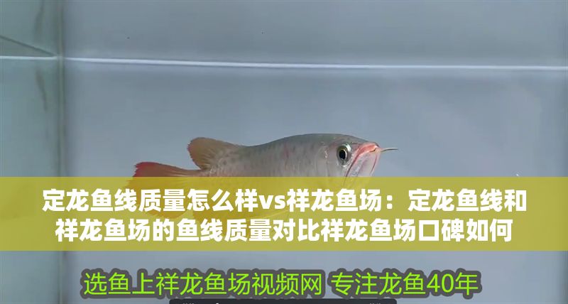 定龍魚線質(zhì)量怎么樣vs祥龍魚場：定龍魚線和祥龍魚場的魚線質(zhì)量對比祥龍魚場口碑如何