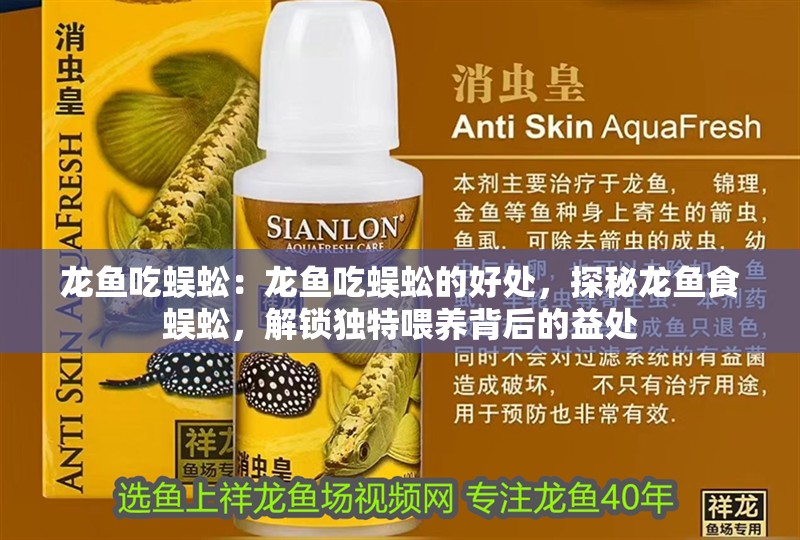 龍魚吃蜈蚣：龍魚吃蜈蚣的好處，探秘龍魚食蜈蚣，解鎖獨特喂養背后的益處