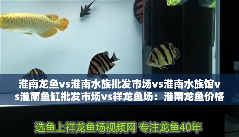 淮南龍魚vs淮南水族批發市場vs淮南水族館vs淮南魚缸批發市場vs祥龍魚場：淮南龍魚價格對比