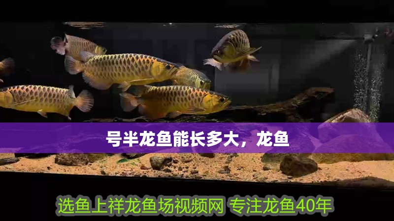 號半龍魚能長多大，龍魚 號半龍魚能長多大，龍魚 全國水族館企業名錄