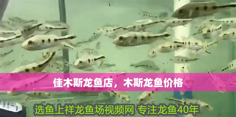 佳木斯龍魚店，木斯龍魚價格