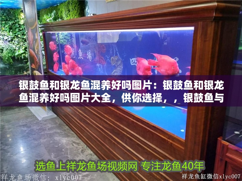 巨骨舌魚最大多少斤，骨舌魚最大體重