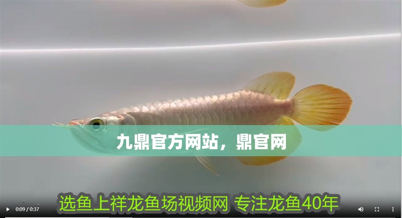 九鼎官方網站，鼎官網