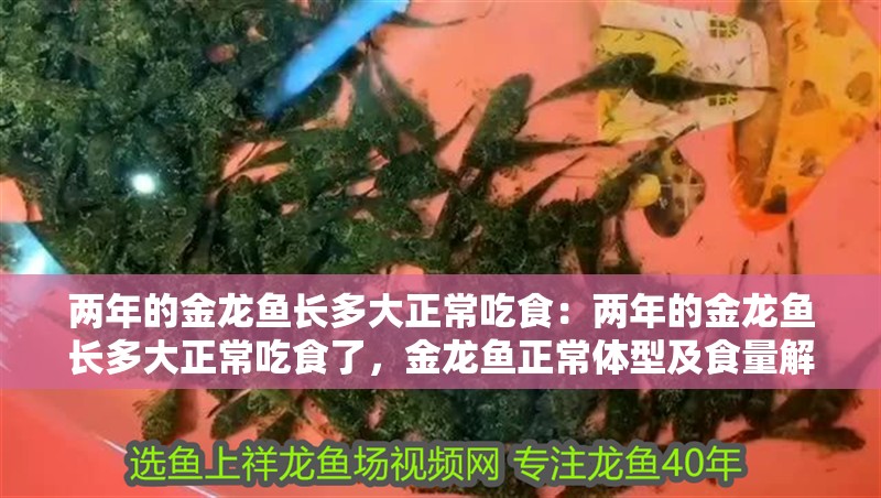 兩年的金龍魚長多大正常吃食：兩年的金龍魚長多大正常吃食了，金龍魚正常體型及食量解析