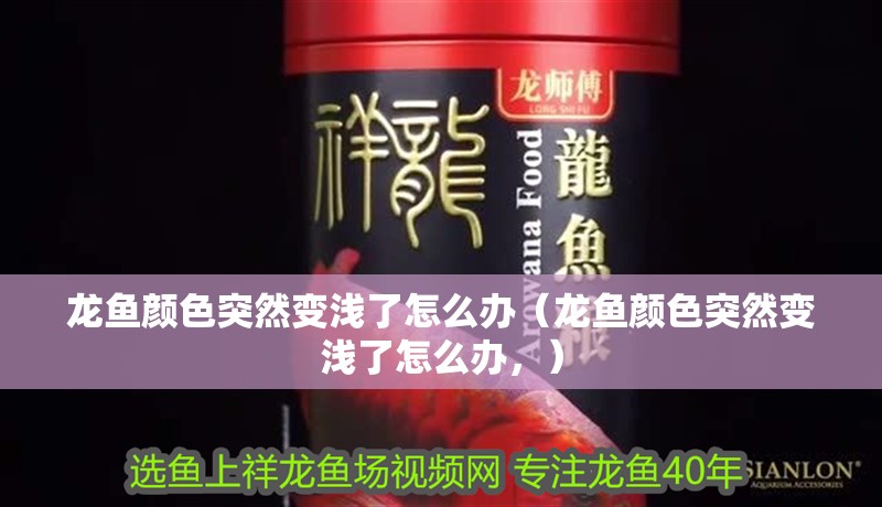 龍魚顏色突然變淺了怎么辦（龍魚顏色突然變淺了怎么辦，） 龍魚顏色突然變淺了怎么辦（龍魚顏色突然變淺了怎么辦，） 龍魚百科