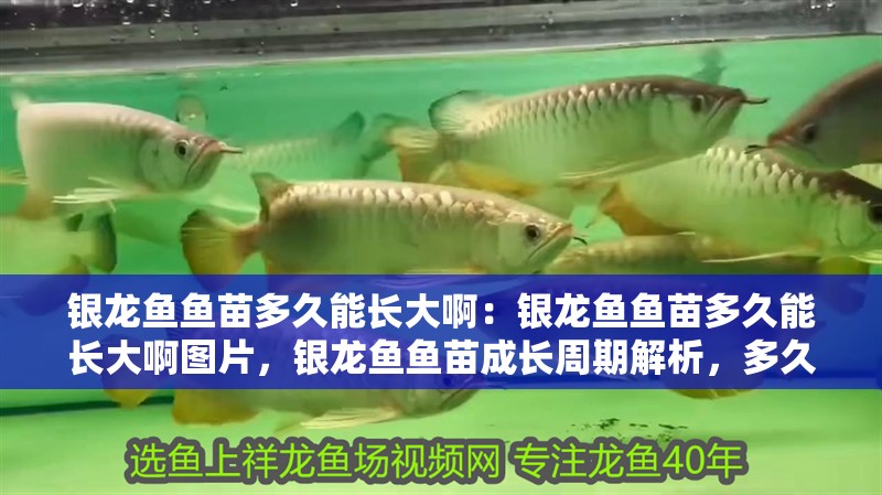 銀龍魚魚苗多久能長大?。恒y龍魚魚苗多久能長大啊圖片，銀龍魚魚苗成長周期解析，多久長大及實拍
