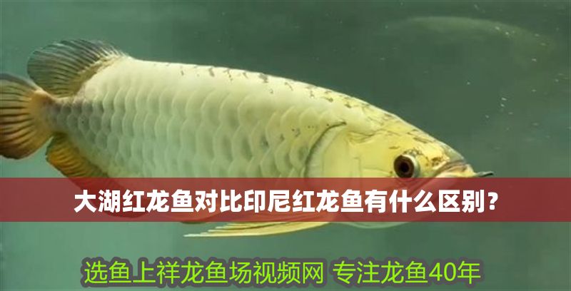 大湖紅龍魚對比印尼紅龍魚有什么區(qū)別？