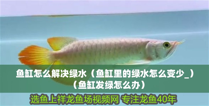 魚缸怎么解決綠水（魚缸里的綠水怎么變少_）（魚缸發綠怎么辦） 魚缸怎么解決綠水（魚缸里的綠水怎么變少_）（魚缸發綠怎么辦） 魚缸百科