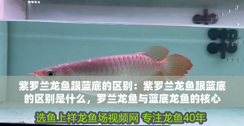 紫羅蘭龍魚跟藍底的區別：紫羅蘭龍魚跟藍底的區別是什么，羅蘭龍魚與藍底龍魚的核心