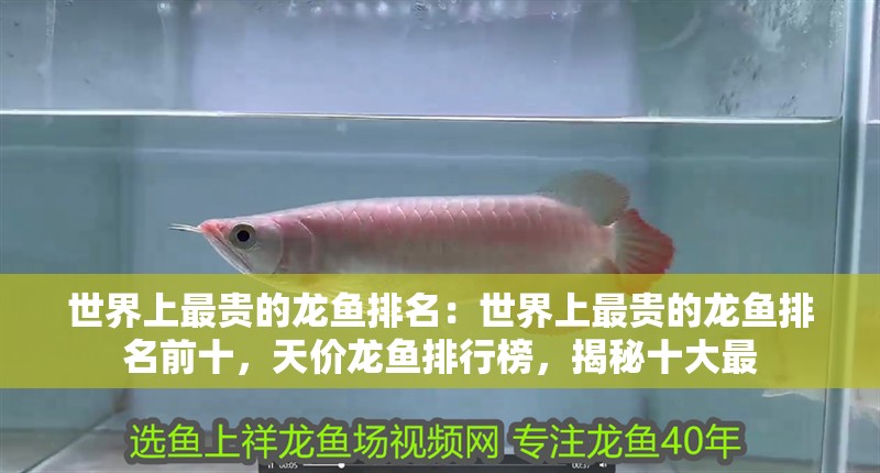 世界上最貴的龍魚排名：世界上最貴的龍魚排名前十，天價龍魚排行榜，揭秘十大最 世界上最貴的龍魚排名：世界上最貴的龍魚排名前十，天價龍魚排行榜，揭秘十大最 水族問答
