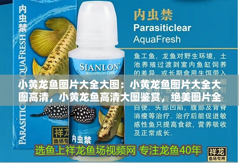 小黃龍魚圖片大全大圖：小黃龍魚圖片大全大圖高清，小黃龍魚高清大圖鑒賞，絕美圖片全收錄