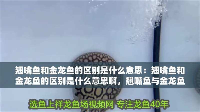 翹嘴魚和金龍魚的區別是什么意思：翹嘴魚和金龍魚的區別是什么意思啊，翹嘴魚與金龍魚的區別解析